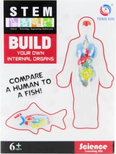 kit créatif – création d’organes internes en pâte à modeler