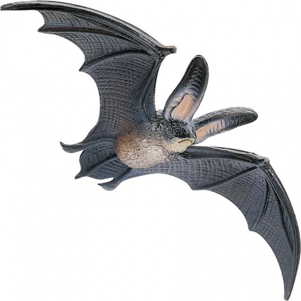 Jeune chauve-souris