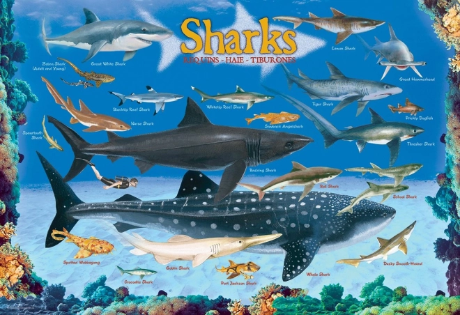 Puzzle Requins 100 pièces