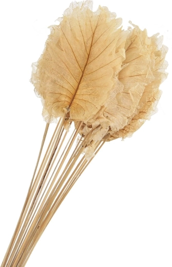 Feuilles décoratives séchées beiges 20 pcs