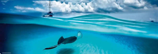 Puzzle panoramique Raie - Îles Caïmans 1000 pièces