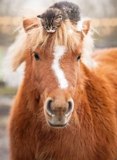 Ravensburger puzzle poney et chaton 500 pièces