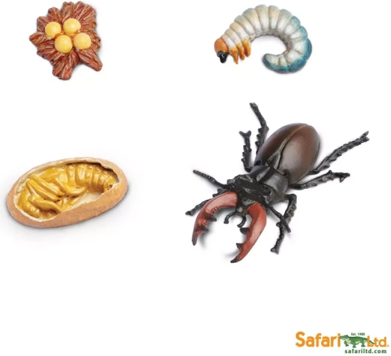 Cycle de vie – scarabée rhinocéros – 1 pièce