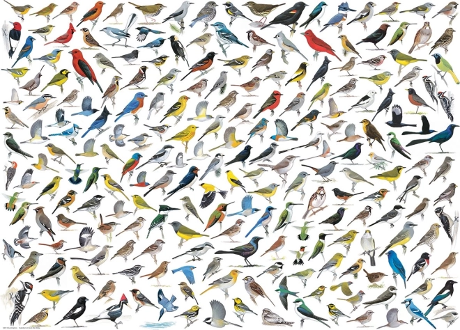 Puzzle Monde des oiseaux 1000 pièces de EUROGRAPHICS