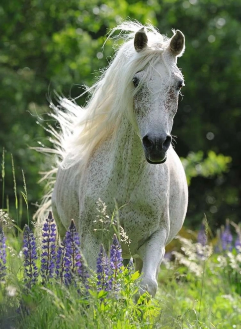 Puzzle Étalon blanc XXL 100 pièces