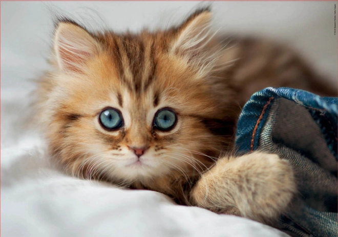 Puzzle Chaton EDUCA 200 pièces