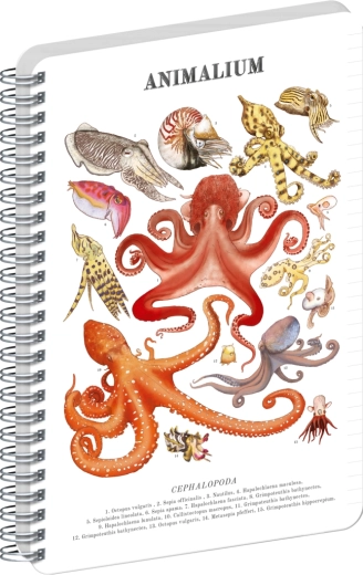 Bloc-notes spirale Notique Animalium Céphalopodes ligné A4