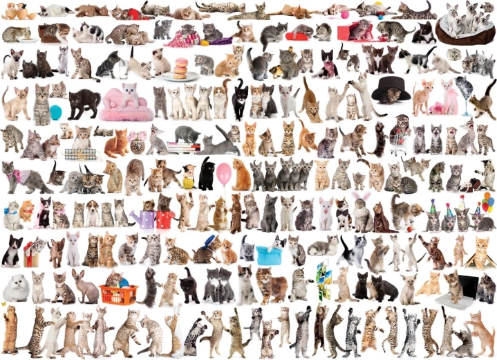 EUROGRAPHICS Puzzle Monde des chats 1000 pièces