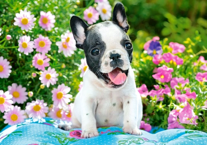 Puzzle 500 pièces French Bulldog Puppy
