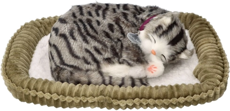 Adopte-moi, chaton tigré gris qui respire