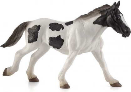 Mojo Tinker irlandais poulain d’un an