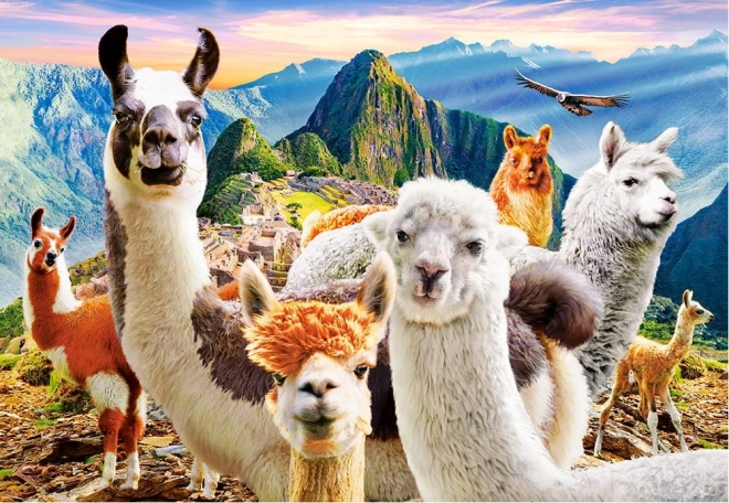 Puzzle 1000 pièces Llamas Selfie
