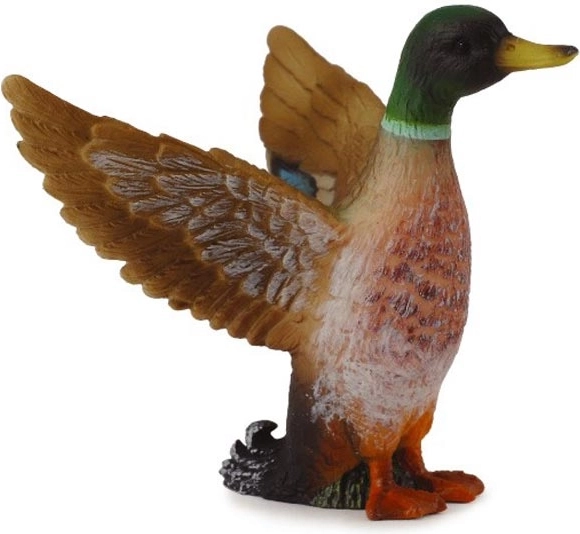 Canard colvert mâle