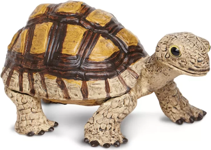 Jeune tortue Safari Ltd.