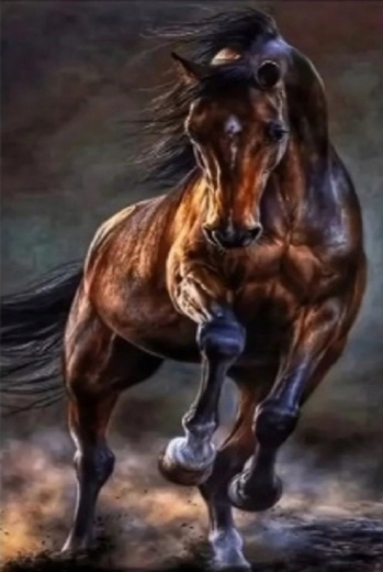 Norimpex peinture diamant Cheval sauvage 30 × 40 cm