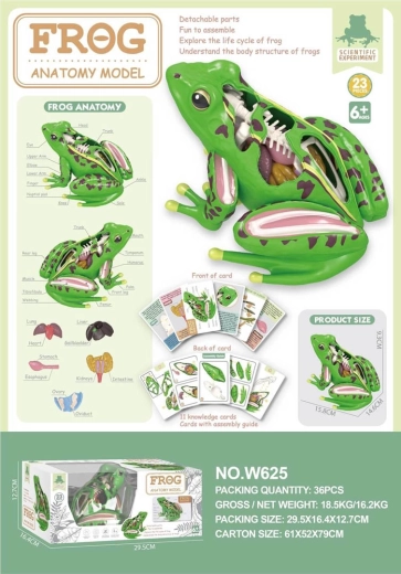 Modèle éducatif de l’anatomie de la grenouille