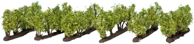 Vignoble NOCH – set de 24 ceps de vigne (6 groupes)