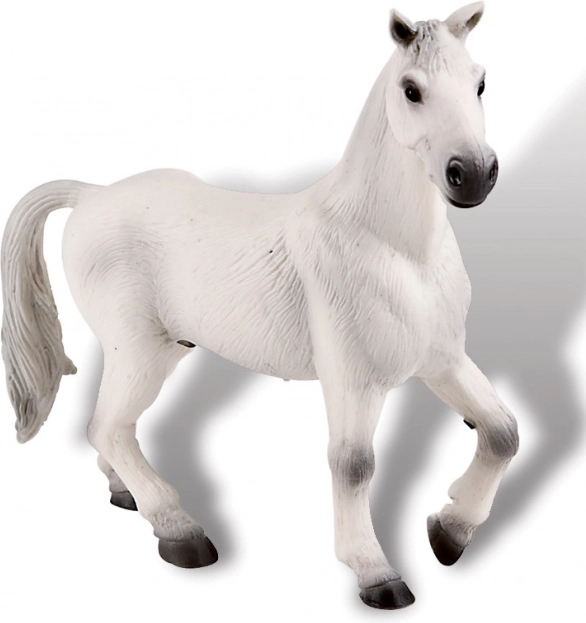 Hongre oldenbourgeois blanc