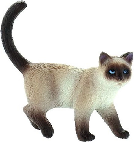 Chat domestique - Kimmy