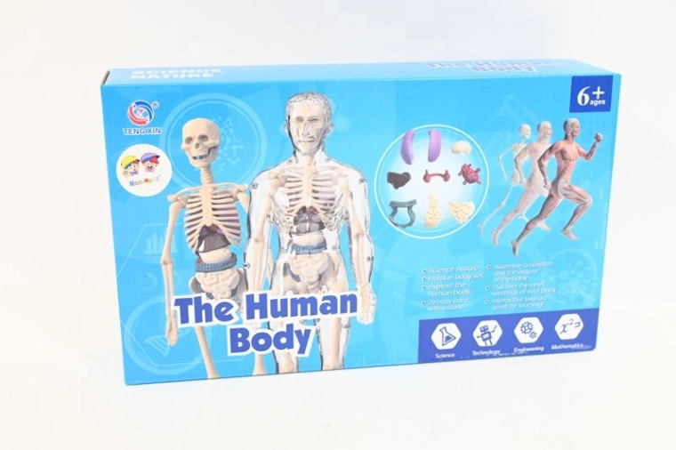 Modèle anatomique du corps humain