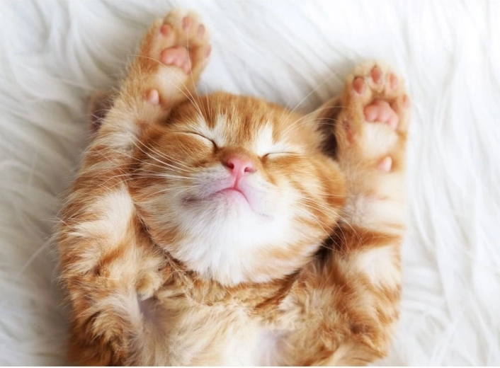 Ravensburger puzzle Petit poilu endormi 500 pièces