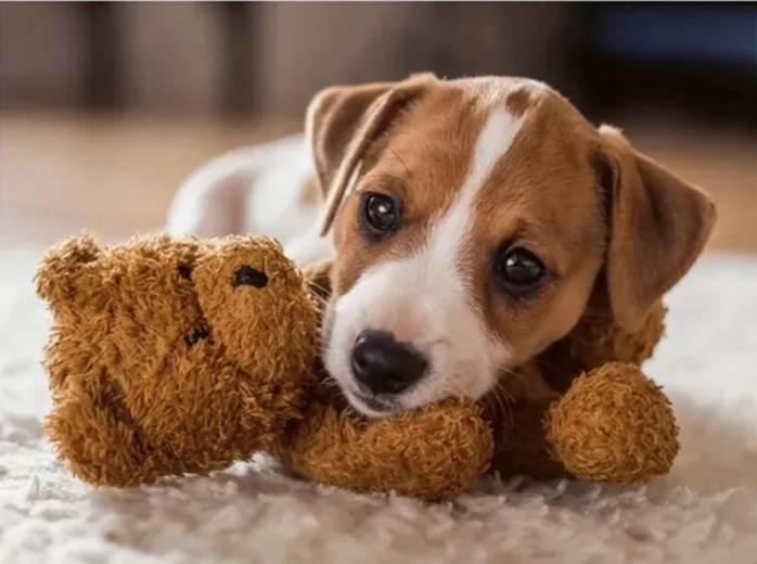 Puzzle Ravensburger Étreinte chaleureuse 500 pièces