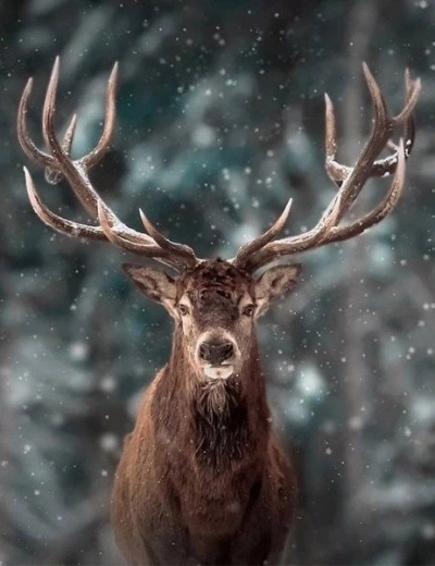 Peinture diamant – portrait de cerf 30 × 40 cm