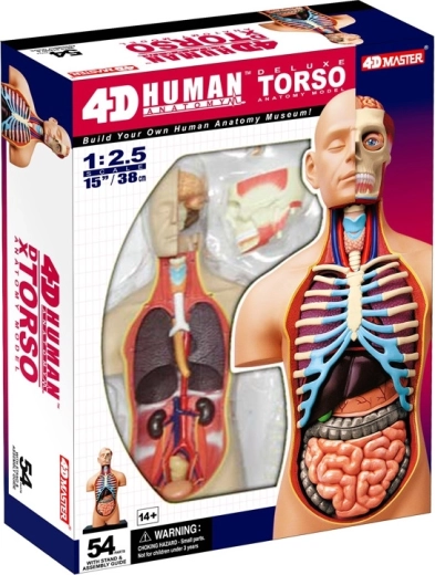 4D Master deluxe torse anatomique humain 38 cm