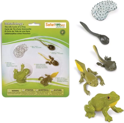 Safari Ltd. cycle de vie de la grenouille