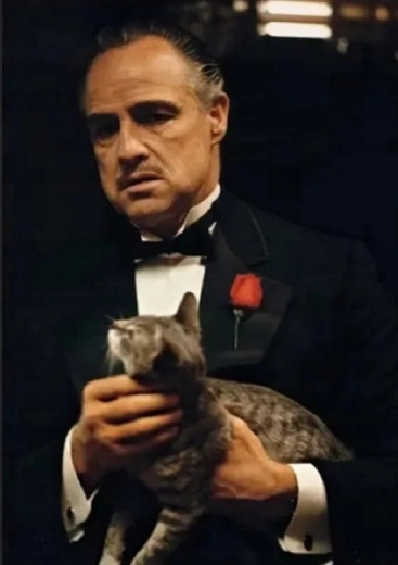Norimpex Peinture par numéros Le Parrain avec un chat 40 × 50 cm