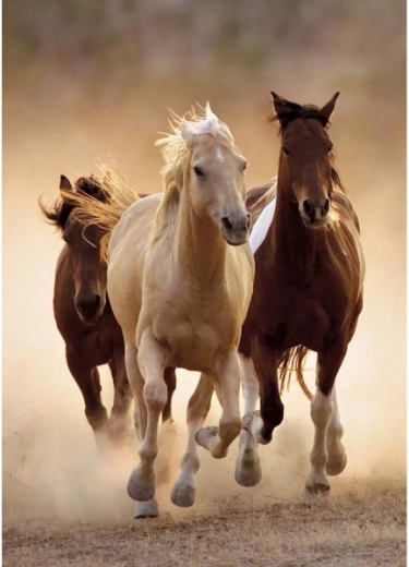 Peinture diamant – chevaux au galop 30 × 40 cm - 1 pièce