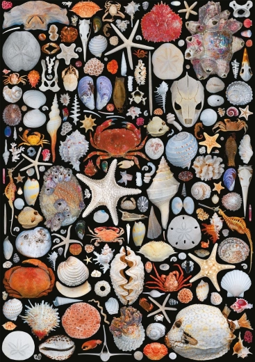 Puzzle Depuis la plage 1000 pièces PIATNIK