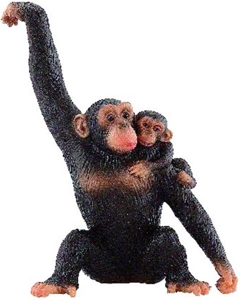 Chimpanzé femelle avec son petit