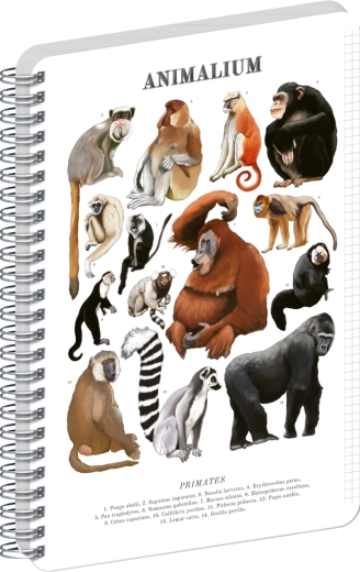 Bloc-notes spirale Notique Animalium – Primates, A4, quadrillé