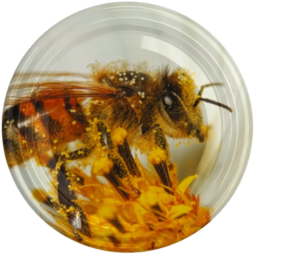 Couvercle fi82 avec motif d’une grande abeille sur une fleur