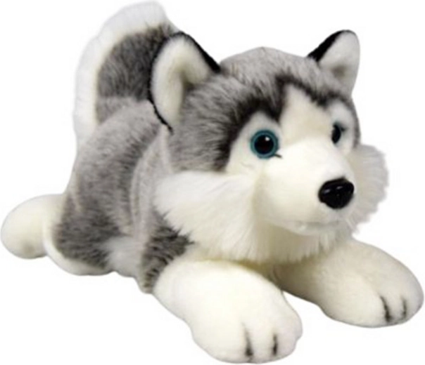 Husky en peluche allongé 34 cm