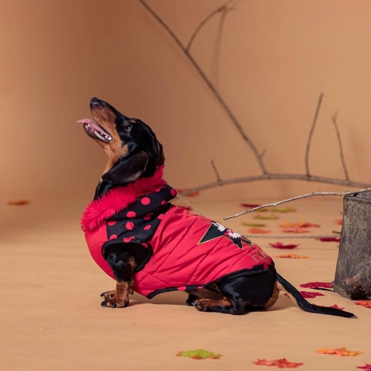 Manteau d’hiver pour chien Minnie, taille S