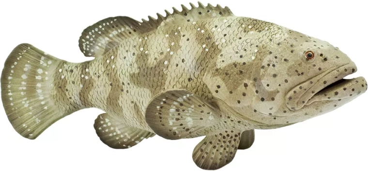 Safari Ltd. figurine de mérou itajara - 1 pièce