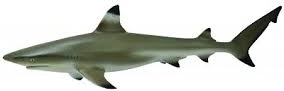 Figurine de requin à pointe noire de récif
