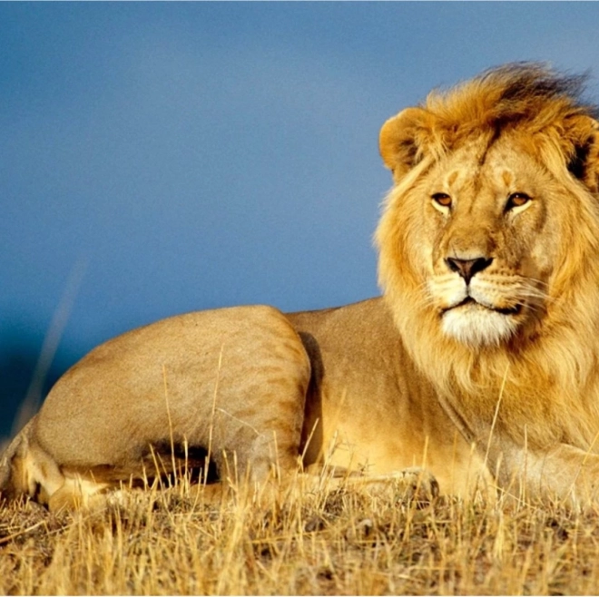 Peinture au diamant Majesté du Lion 30x40 cm