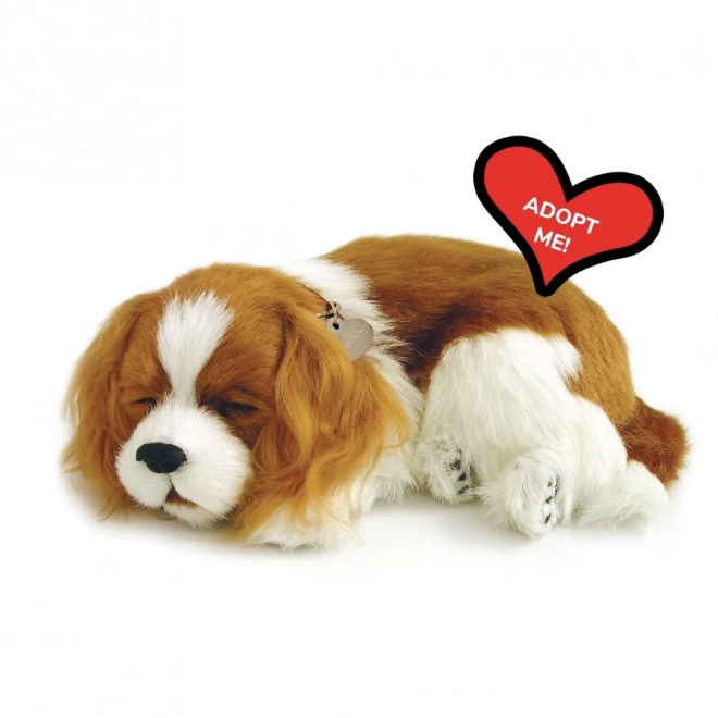 Chiot Cavalier respirant