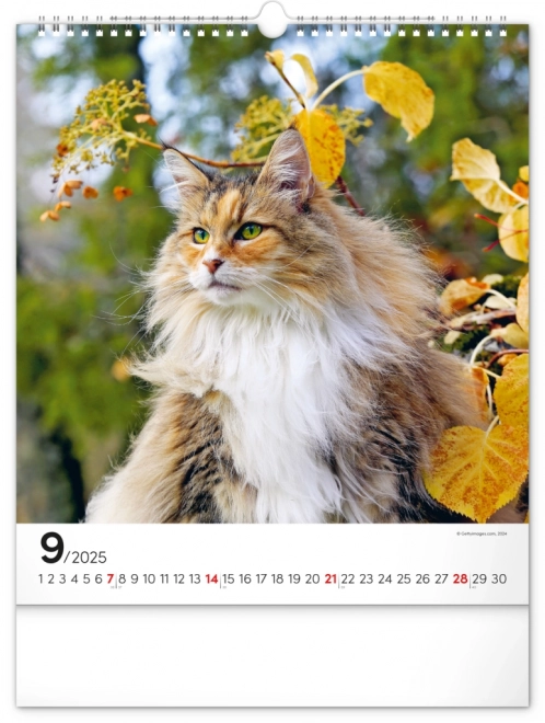 Calendrier mural Chats 2025, 30 × 34 cm
