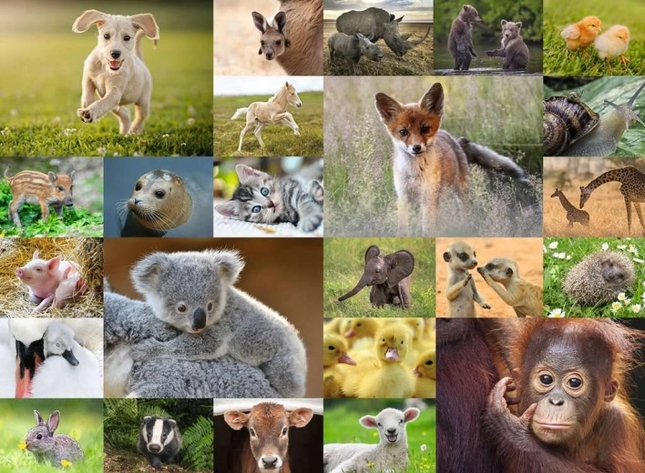RAVENSBURGER puzzle – bébés animaux 200 pièces XXL