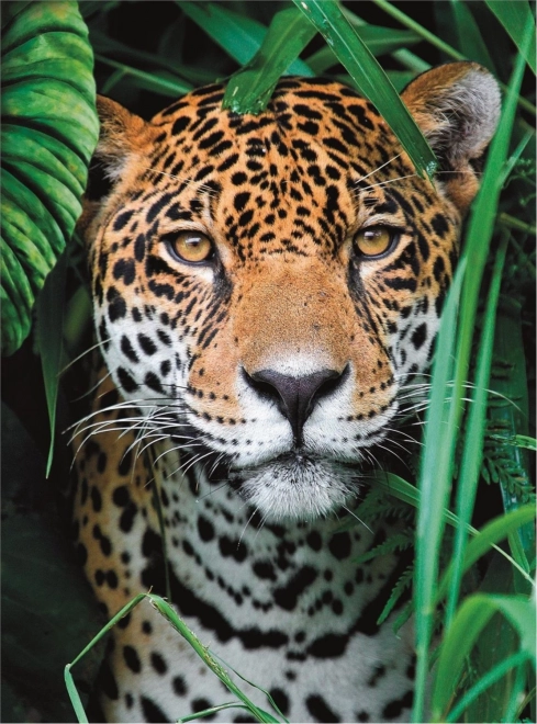 Puzzle 500 pièces Haute Qualité, Jaguar dans la jungle