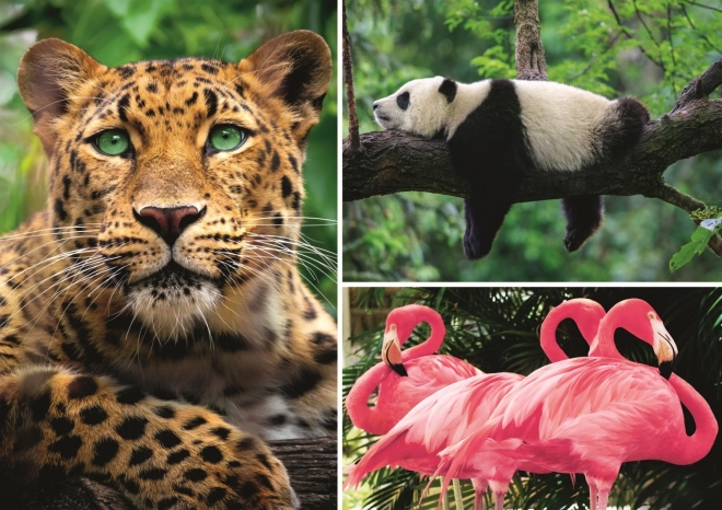 Puzzle TREFL Animaux - collage 1000 pièces EKO