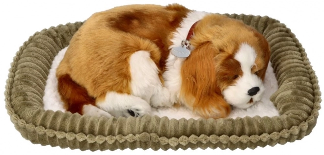 Chiot Cavalier respirant