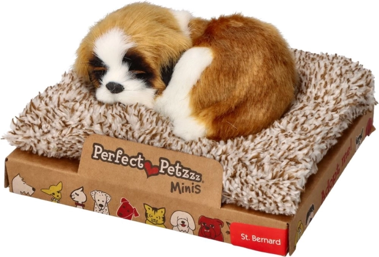 Saint-bernard mini aboyant sur son coussin