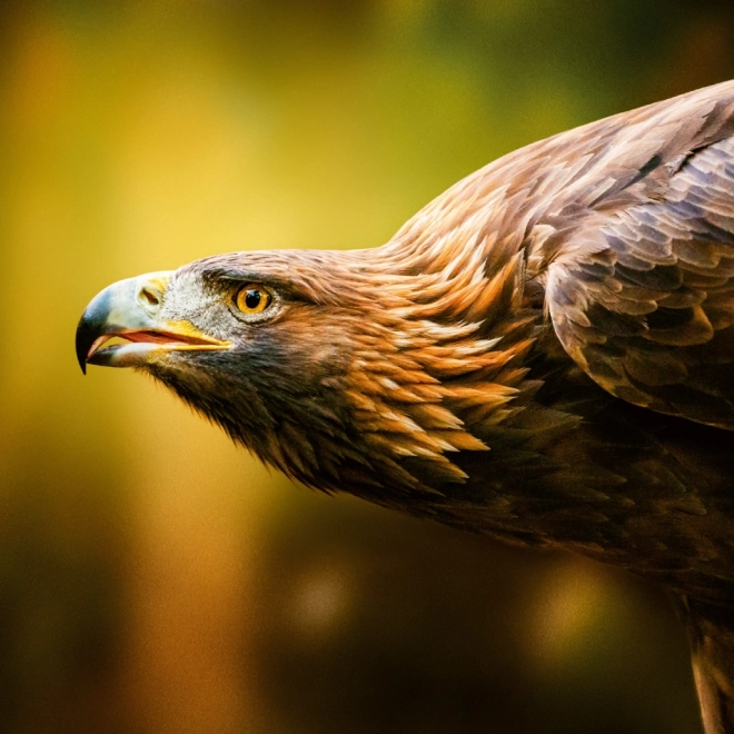 Calendrier de notes Animaux Sauvages 2026