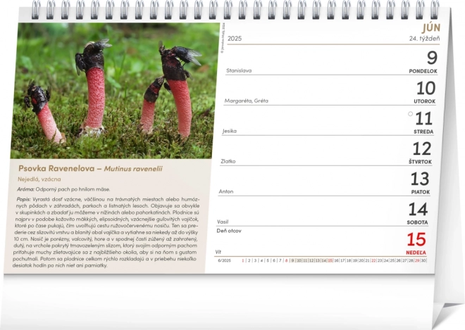Calendrier de Table Mycologique NOTIQUE 2025, 23,1 x 14,5 cm