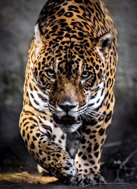 Puzzle 1000 pièces Jaguar